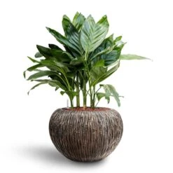 Luxe Lite Waterfall Globe Planter - Bronze 25 Luxe Lite Waterfall Globe Planter - Bronze -Plant potted plants Chamaedorea metallica Metallic Palm Hydroculture Luxe Lite Waterfall Globe Planter Bronze