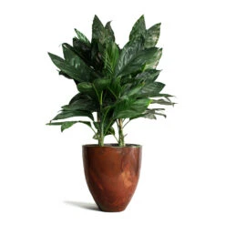 Chamaedorea Metallica - Metallic Palm -Plant potted plants Chamaedorea metallica Metallic Palm Livin Beauty Flowerpot Copper Matt Smooth