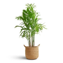 Chamaedorea Seifrizii - Bamboo Palm -Plant potted plants Chamaedorea seifrizii Bamboo Palm 21x100cm Nelis Plant Basket Natural 28x27cm 08c48529 b4f6 47a0 b412 9d31ad5766e3