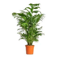 Chamaedorea Seifrizii - Bamboo Palm -Plant potted plants Chamaedorea seifrizii Bamboo Palm 21x80cm
