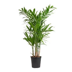 Chamaedorea Seifrizii - Bamboo Palm -Plant potted plants Chamaedorea seifrizii Bamboo Palm 21x80cm 5547
