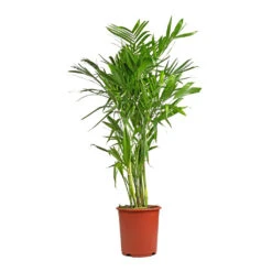 Chamaedorea Seifrizii - Bamboo Palm -Plant potted plants Chamaedorea seifrizii Bamboo Palm 27x140cm 5552