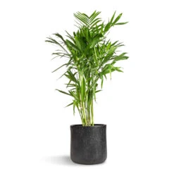 Raindrop Round Planter - Anthracite -Plant potted plants Chamaedorea seifrizii Bamboo Palm 27x140cm Raindrop Round Planter Anthracite 34x32cm 5555