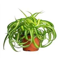 Chlorophytum Bonnie - Curly Spider Plant 27 Chlorophytum Bonnie - Curly Spider Plant -Plant potted plants Chlorophytum Bonnie Curly Spider Plant 12x25cm