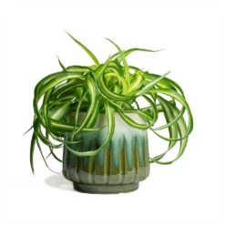 Chlorophytum Bonnie - Curly Spider Plant 36 Chlorophytum Bonnie - Curly Spider Plant -Plant potted plants Chlorophytum Bonnie Curly Spider Plant 12x25cm Alice Plant Pot Ocean 15x14cm