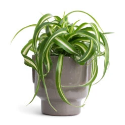 Aries Handles Plant Pot - Charcoal 16 Aries Handles Plant Pot - Charcoal -Plant potted plants Chlorophytum Bonnie Curly Spider Plant 12x25cm Aries Handles Plant Pot Charcoal 14x15cm