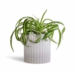 Chlorophytum Bonnie - Curly Spider Plant 34 Chlorophytum Bonnie - Curly Spider Plant -Plant potted plants Chlorophytum Bonnie Curly Spider Plant 12x25cm Azalea Ribbed Plant Pot Speckled Grey Stone 15x15cm 4829111a 6efd 42d0 90f5 6736f40e4e80