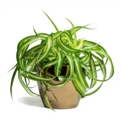 Chlorophytum Bonnie - Curly Spider Plant 33 Chlorophytum Bonnie - Curly Spider Plant -Plant potted plants Chlorophytum Bonnie Curly Spider Plant 12x25cm Sven Plant Pot Gold 15x12cm