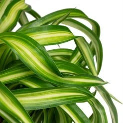 Chlorophytum Bonnie - Curly Spider Plant 24 Chlorophytum Bonnie - Curly Spider Plant -Plant potted plants Chlorophytum Bonnie Curly Spider Plant 12x25cm close up