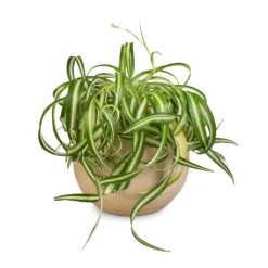 Ryan Plant Pot - Sand Gold -Plant potted plants Chlorophytum Bonnie Curly Spider Plant 20x50cm Ryan Plant Pot Sand Gold 26x26cm