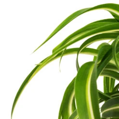 Chlorophytum Bonnie - Curly Spider Plant 28 Chlorophytum Bonnie - Curly Spider Plant -Plant potted plants Chlorophytum Bonnie Curly Spider Plant DETAIL 2