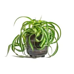 Chlorophytum Bonnie - Curly Spider Plant 30 Chlorophytum Bonnie - Curly Spider Plant -Plant potted plants Chlorophytum Bonnie Curly Spider Plant Denise Plant Pot Blue Bronze