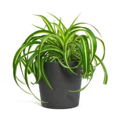 Chlorophytum Bonnie - Curly Spider Plant 32 Chlorophytum Bonnie - Curly Spider Plant -Plant potted plants Chlorophytum Bonnie Curly Spider Plant Mini Bucket Plant Pot Black Washed 4bdf4c57 74f0 4a66 9819 290598f5937e