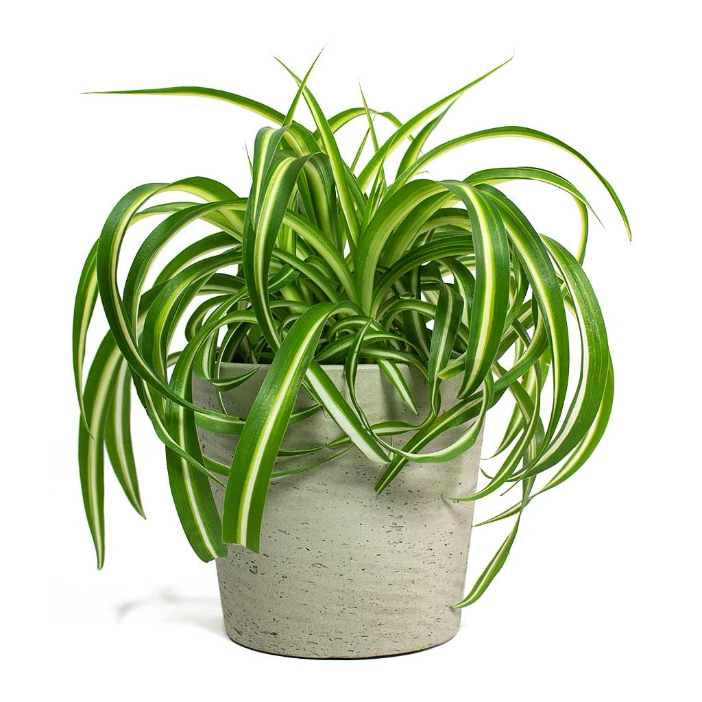 Chlorophytum Bonnie - Curly Spider Plant 19 Chlorophytum Bonnie - Curly Spider Plant - Image 17