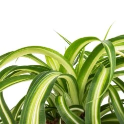 Chlorophytum Bonnie - Curly Spider Plant 29 Chlorophytum Bonnie - Curly Spider Plant -Plant potted plants Chlorophytum Bonnie Curly Spider Plant SWATCH 330a72e9 cff4 4436 93a2 50f10d1b4e97