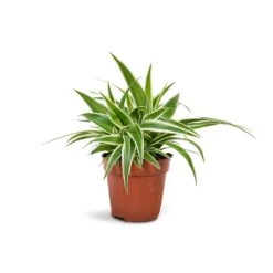 Chlorophytum Ocean - Spider Plant 24 Chlorophytum Ocean - Spider Plant -Plant potted plants Chlorophytum Ocean Spider Plant 12x20cm