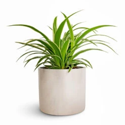 Chlorophytum Ocean - Spider Plant 25 Chlorophytum Ocean - Spider Plant -Plant potted plants Chlorophytum Ocean Spider Plant 12x20cm Lazzaro Plant Pot Linen Effect 15x13cm