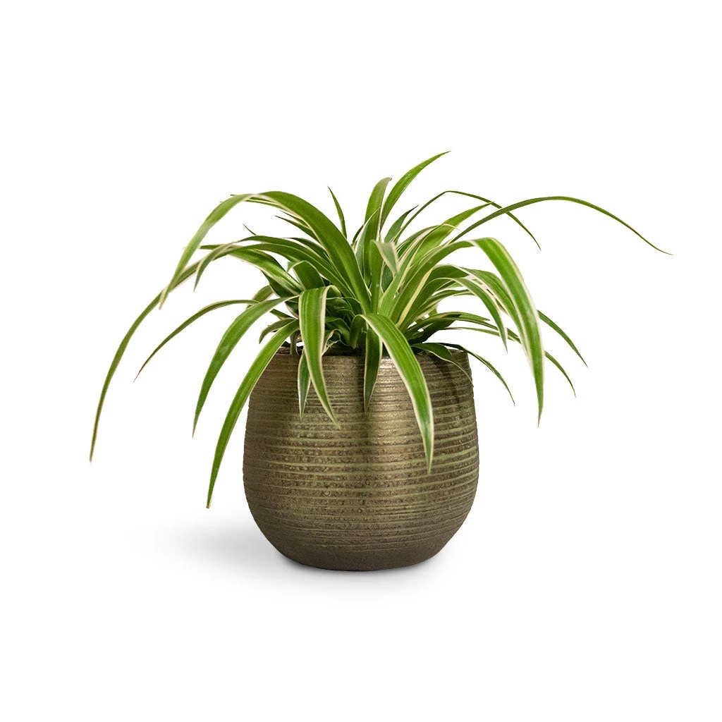 Chlorophytum Ocean - Spider Plant 10 Chlorophytum Ocean - Spider Plant - Image 8