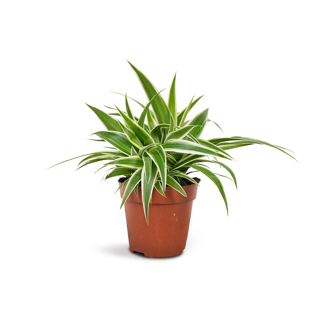 Chlorophytum Ocean - Spider Plant 5 Chlorophytum Ocean - Spider Plant - Image 3