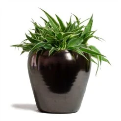 Amora Plant Pot - Black Gold -Plant potted plants Chlorophytum Ocean Spider Plant 15x25cm Amora Plant Pot Black Gold 21x21cm