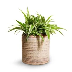 Chlorophytum Ocean - Spider Plant 27 Chlorophytum Ocean - Spider Plant -Plant potted plants Chlorophytum Ocean Spider Plant 15x25cm Hera Plant Pot Ivory 17x16cm 0127c8a0 5ca1 4f6d bc48 dd16dac6c0ac