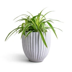Chlorophytum Ocean - Spider Plant 30 Chlorophytum Ocean - Spider Plant -Plant potted plants Chlorophytum Ocean Spider Plant 15x25cm Lagos Plant Pot Cement 20x20cm
