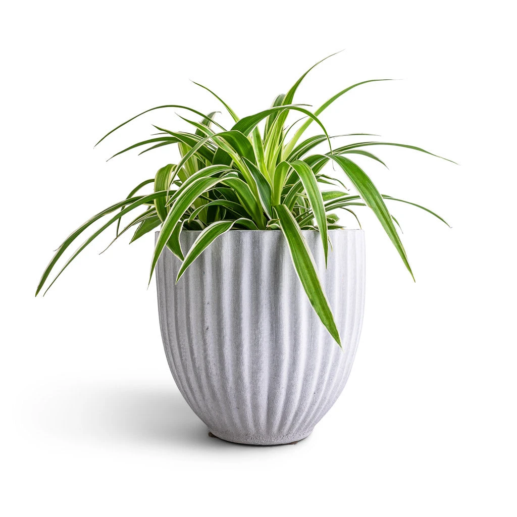 Chlorophytum Ocean - Spider Plant 11 Chlorophytum Ocean - Spider Plant - Image 9
