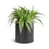 Chlorophytum Ocean - Spider Plant -Plant potted plants Chlorophytum Ocean Spider Plant 15x25cm Puk Natural Planter Matt Black 20x20cm 1 5ac46bf5 141b 4b3a a773 93344157b9d4
