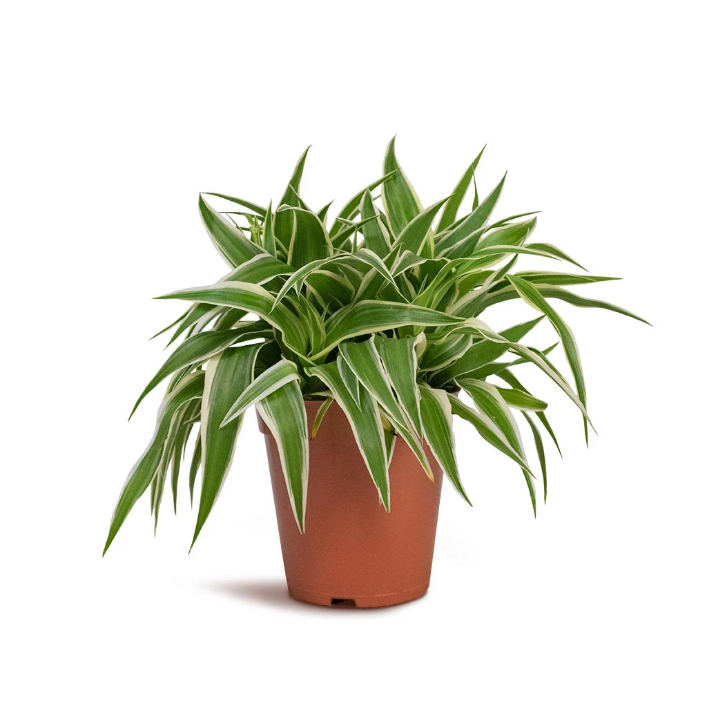 Chlorophytum Ocean - Spider Plant 7 Chlorophytum Ocean - Spider Plant - Image 5