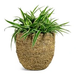 Chlorophytum Ocean - Spider Plant 39 Chlorophytum Ocean - Spider Plant -Plant potted plants Chlorophytum Ocean Spider Plant Cody Plant Pot Straw Grass
