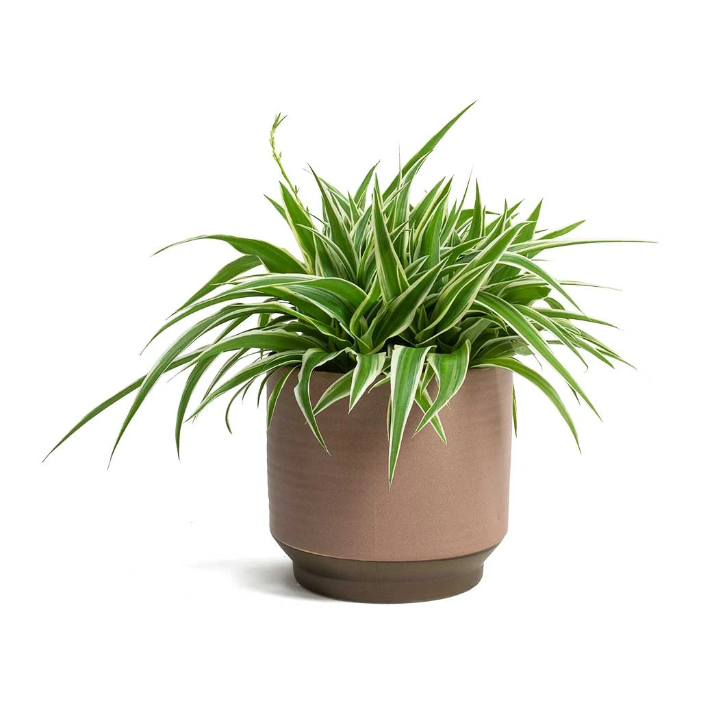 Chlorophytum Ocean - Spider Plant 13 Chlorophytum Ocean - Spider Plant - Image 11