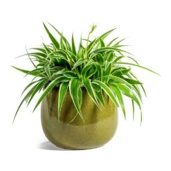 Chlorophytum Ocean - Spider Plant 34 Chlorophytum Ocean - Spider Plant -Plant potted plants Chlorophytum Ocean Spider Plant odile moss plant pot 19cm