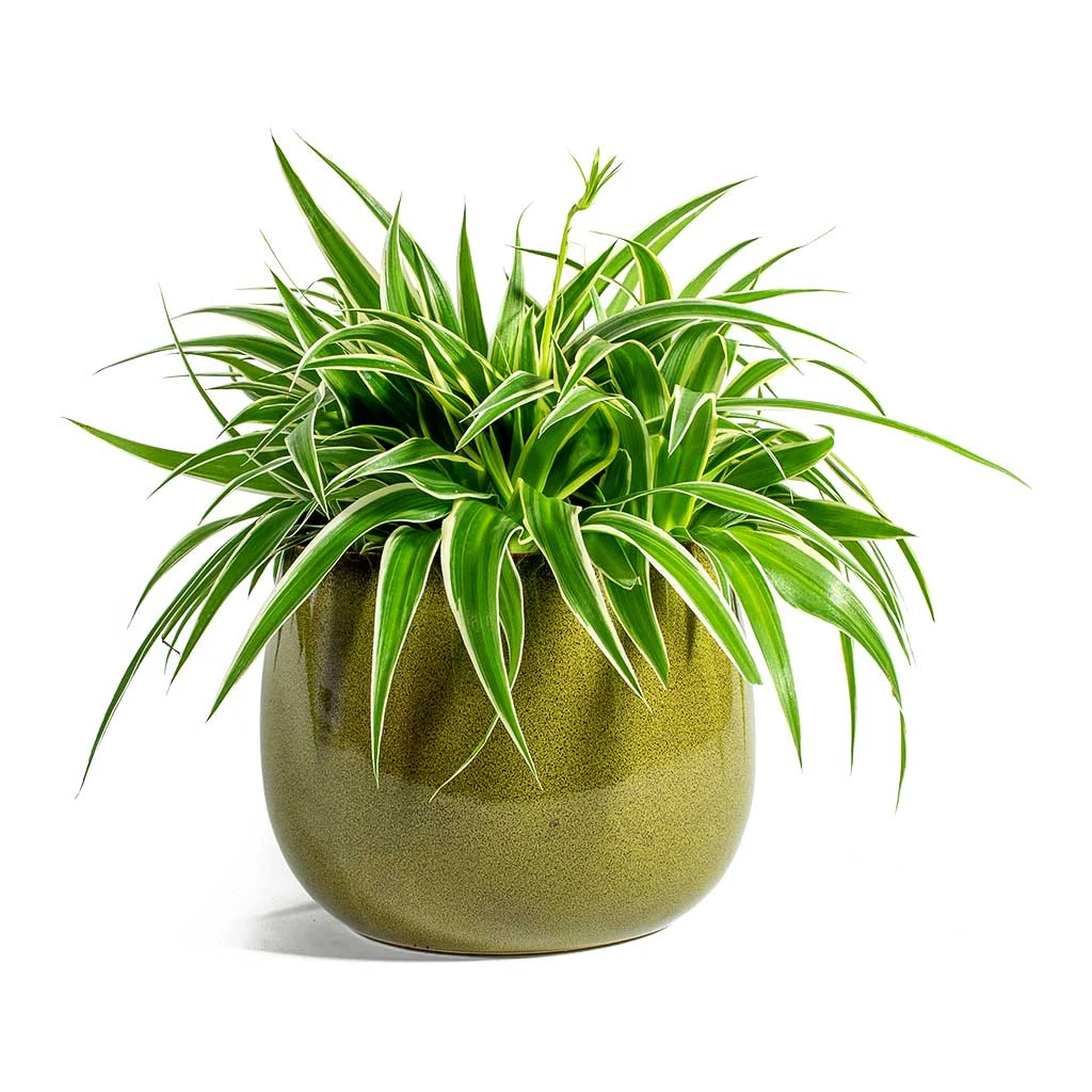 Chlorophytum Ocean - Spider Plant 15 Chlorophytum Ocean - Spider Plant - Image 13