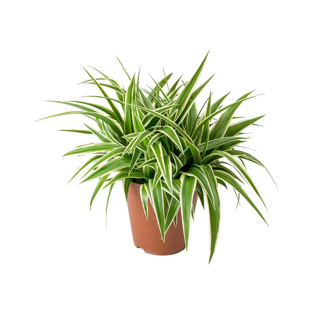 Chlorophytum Ocean - Spider Plant 9 Chlorophytum Ocean - Spider Plant - Image 7