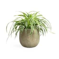 Chlorophytum Variegatum - Spider Plant -Plant potted plants Chlorophytum Variegatum Spider Plant 19x60cm Feico Plant Pot Mint Grey 25x21cm