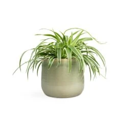 Chlorophytum Variegatum - Spider Plant -Plant potted plants Chlorophytum Variegatum Spider Plant 19x60cm Iris Plant Pot Mint 26x21cm
