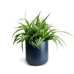 Chlorophytum Variegatum - Spider Plant -Plant potted plants Chlorophytum Variegatum Spider Plant 19x60cm Lisbon Plant Pot Navy 21x21cm