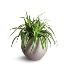 Mini Orb Kevan Plant Pot - Grey Washed -Plant potted plants Chlorophytum Variegatum Spider Plant 19x60cm Mini Orb Kevan Plant Pot Grey Washed 25x21cm b3ebf995 559f 4d7d 976b c5e46c2dae71