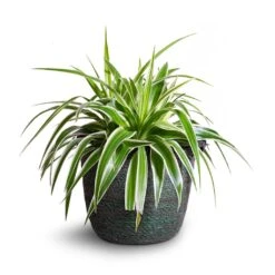 Chlorophytum Variegatum - Spider Plant -Plant potted plants Chlorophytum Variegatum Spider Plant 19x60cm Nelis Plant Basket Green 23x20cm