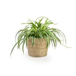Chlorophytum Variegatum - Spider Plant -Plant potted plants Chlorophytum Variegatum Spider Plant 19x60cm Selin Plant Basket Jute 22x19cm