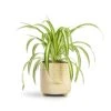 Chlorophytum Vittatum - Spider Plant 2 Chlorophytum Vittatum - Spider Plant -Plant potted plants Chlorophytum Vittatum Spider Plant 12x35cm Bilbao Plant Pot Pale Jade 14x14cm