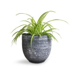 Chlorophytum Vittatum - Spider Plant -Plant potted plants Chlorophytum Vittatum Spider Plant 12x35cm Cas Plant Pot Anthracite 15x13cm f6d5a86b 78df 49d7 8422 877c8d2d7990