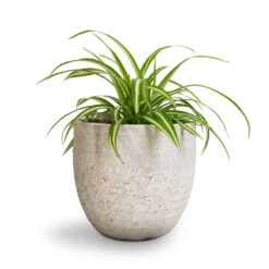 Chlorophytum Vittatum - Spider Plant -Plant potted plants Chlorophytum Vittatum Spider Plant 12x35cm Cas Plant Pot Cool Grey 17x15cm