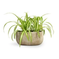 Chlorophytum Vittatum - Spider Plant -Plant potted plants Chlorophytum Vittatum Spider Plant 12x35cm Feico Oval Plant Bowl Mint Grey 28x15x13cm