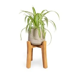 Chlorophytum Vittatum - Spider Plant -Plant potted plants Chlorophytum Vittatum Spider Plant 12x35cm Patt Plant Pot Tall Stand Grey Washed 23x34cm