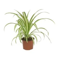 Chlorophytum Vittatum - Spider Plant -Plant potted plants Chlorophytum Vittatum Spider Plant
