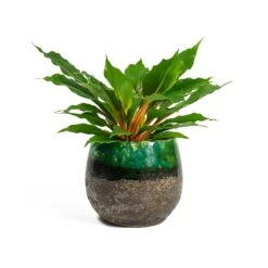 Lindy Plant Pot - Black Green -Plant potted plants Chlorophytum orchidastrum Green Orange Lindy Plant Pot Black Green