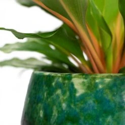 Lindy Plant Pot - Black Green -Plant potted plants Chlorophytum orchidastrum Green Orange Lindy Plant Pot Black Green Close Up