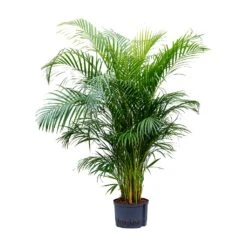 Chrysalidocarpus - Areca Palm - HydroCare -Plant potted plants Chrysalidocarpus Areca Palm Hydroculture 28 19x160cm