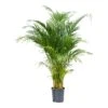 Chrysalidocarpus - Areca Palm - HydroCare -Plant potted plants Chrysalidocarpus Areca Palm Hydroculture Indoor Plant Medium